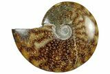 Polished Cretaceous Ammonite (Cleoniceras) Fossil - Madagascar #305954-1